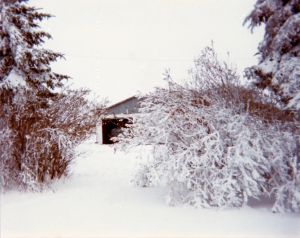 Yard Winter 1983