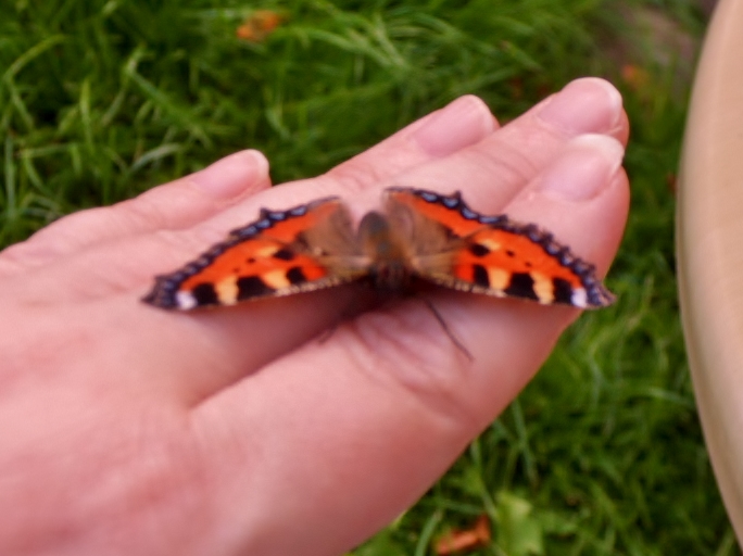 Small Tortoiseshell butterfly on my hand.